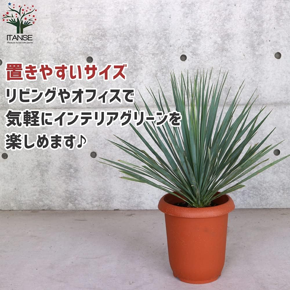 ユッカ・ロストラータ8号鉢(シルバーグリーン葉)【品種で選べる