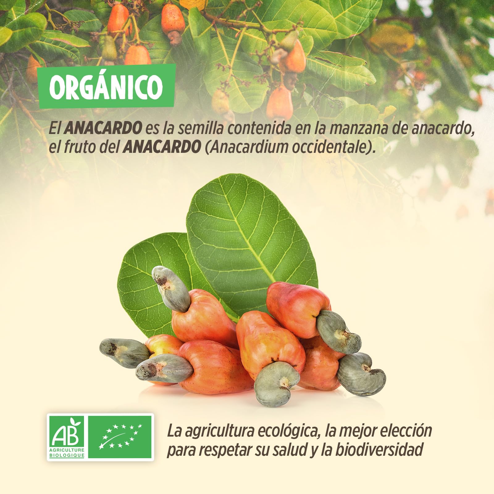 Anacardos Bio 1kg - Sin sal, Sin tostar, 100% Natural - En-cas, Colación, Cocina - Premium