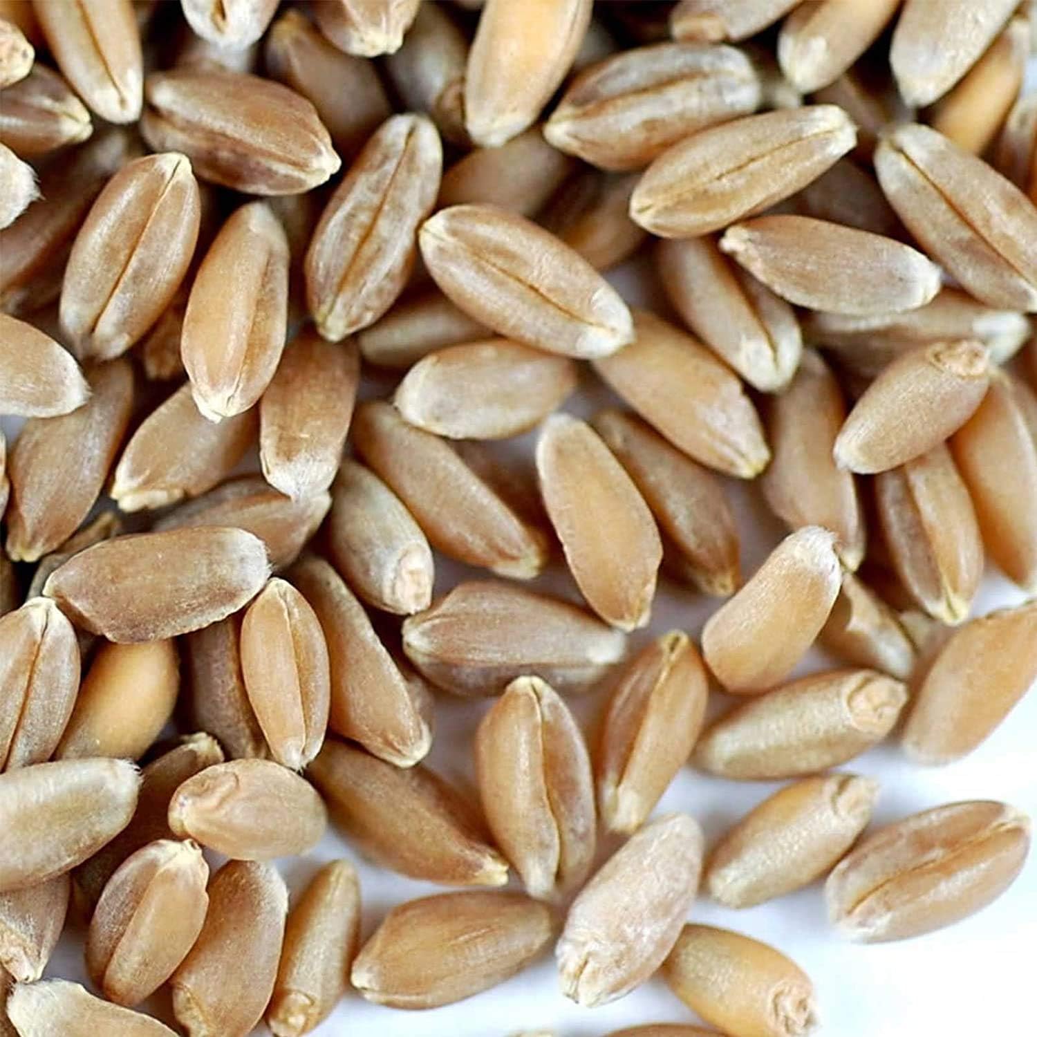 Organic Hard Red Wheat Seeds – 5 Lb, Non-GMO, High Germination, Ideal for Wheatgrass, Flour, Bread, Grain, Sprouting, and Emergency Food Storage. Suitable for Ornamental Use and Sustainable Growing.