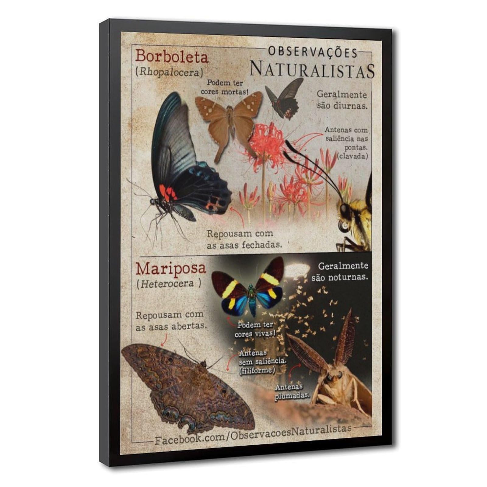 Bareronor Butterfly Canvas Poster for Dorm Room Decor Gift