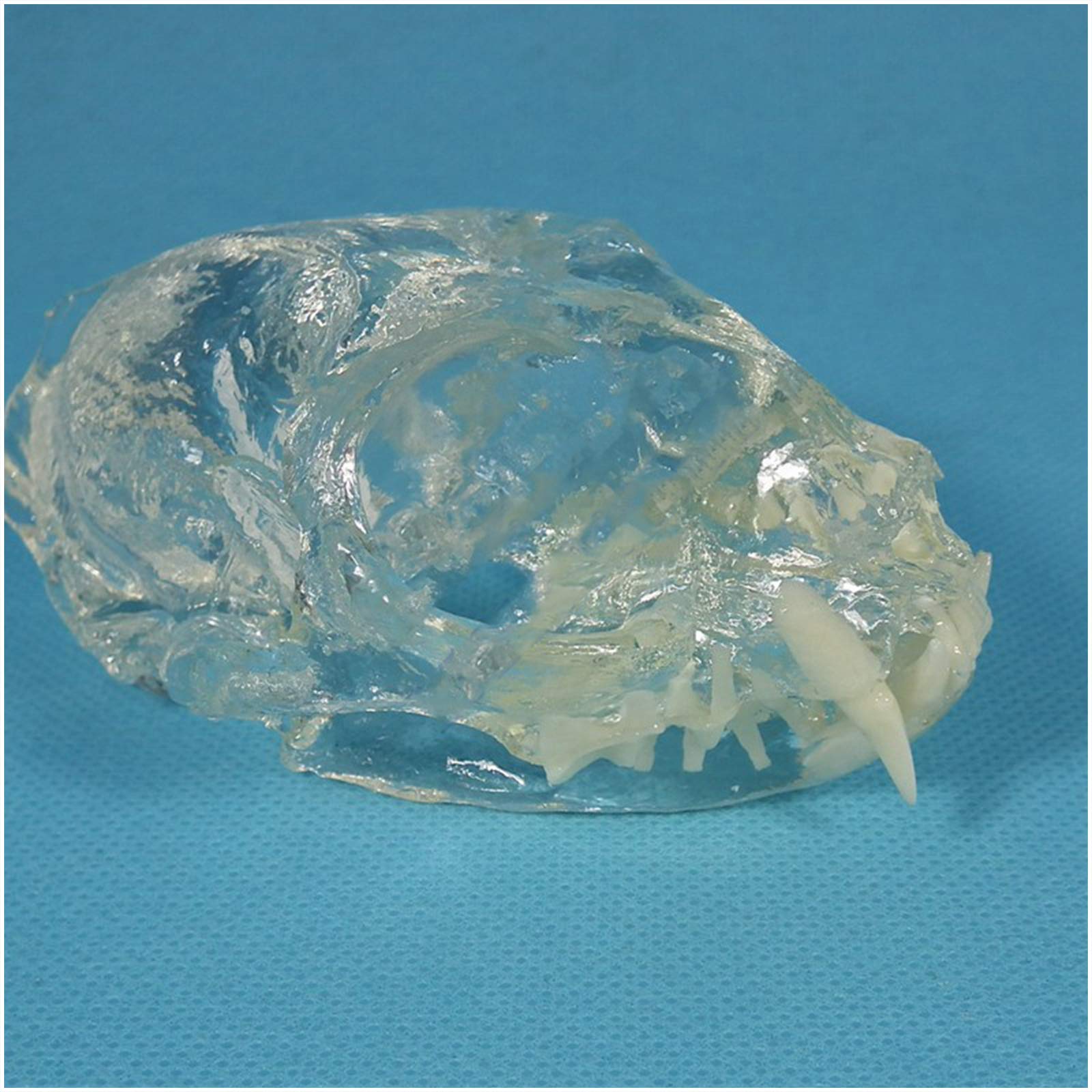 sjdoPulse Cat Skull Skeleton Model - Transparent Cat Skull with Teeth Model - Realistic Lifelike Cat Teeth Teaching Model - Medical Anatomical Cat Skull Replica - for Medical Teaching (A)