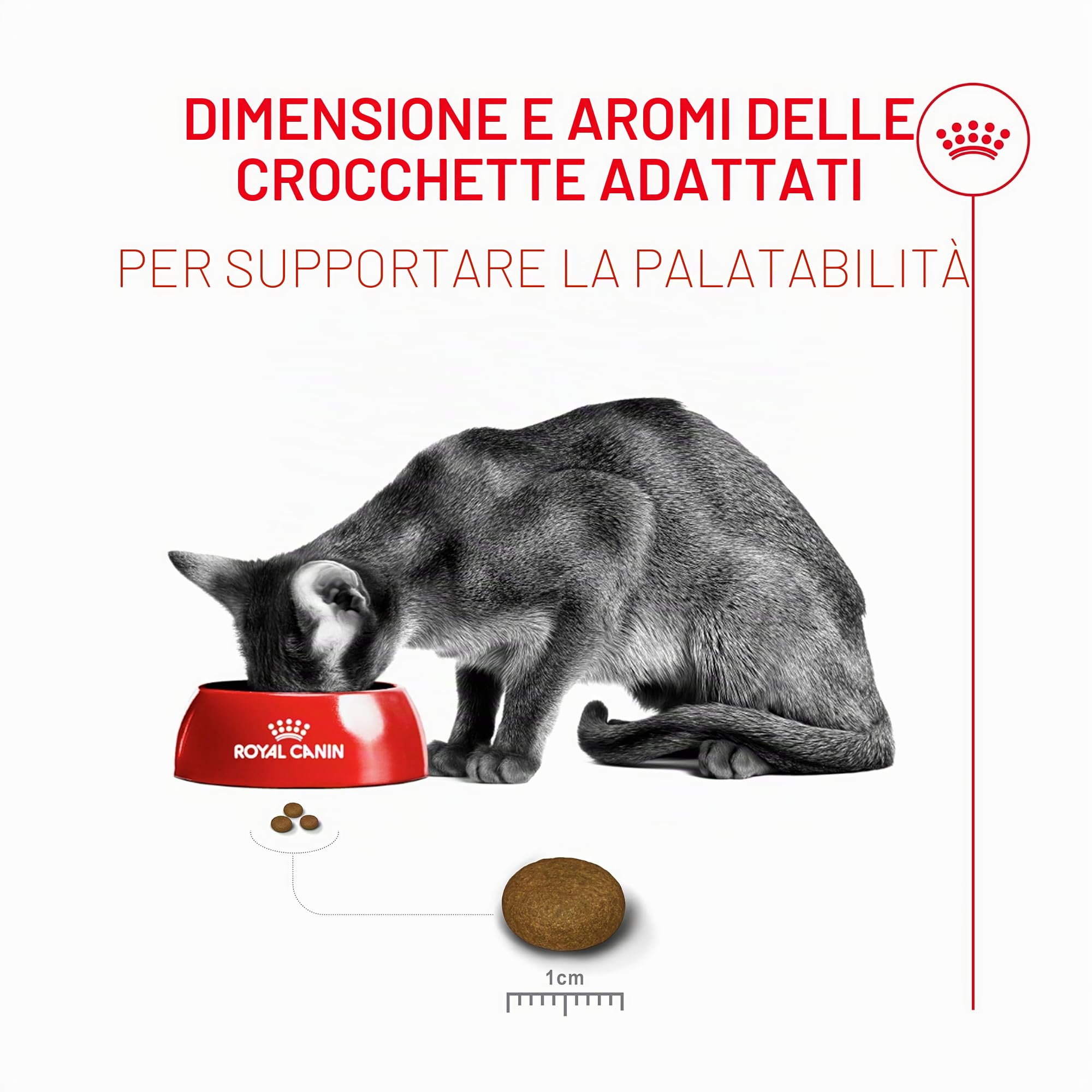 Royal Canin Fussy Exigent | 4 kg | Alimento completo per gatti adulti esigenti | Combinazione di aromi e forma speciale delle crocchette | Ricco di proteine