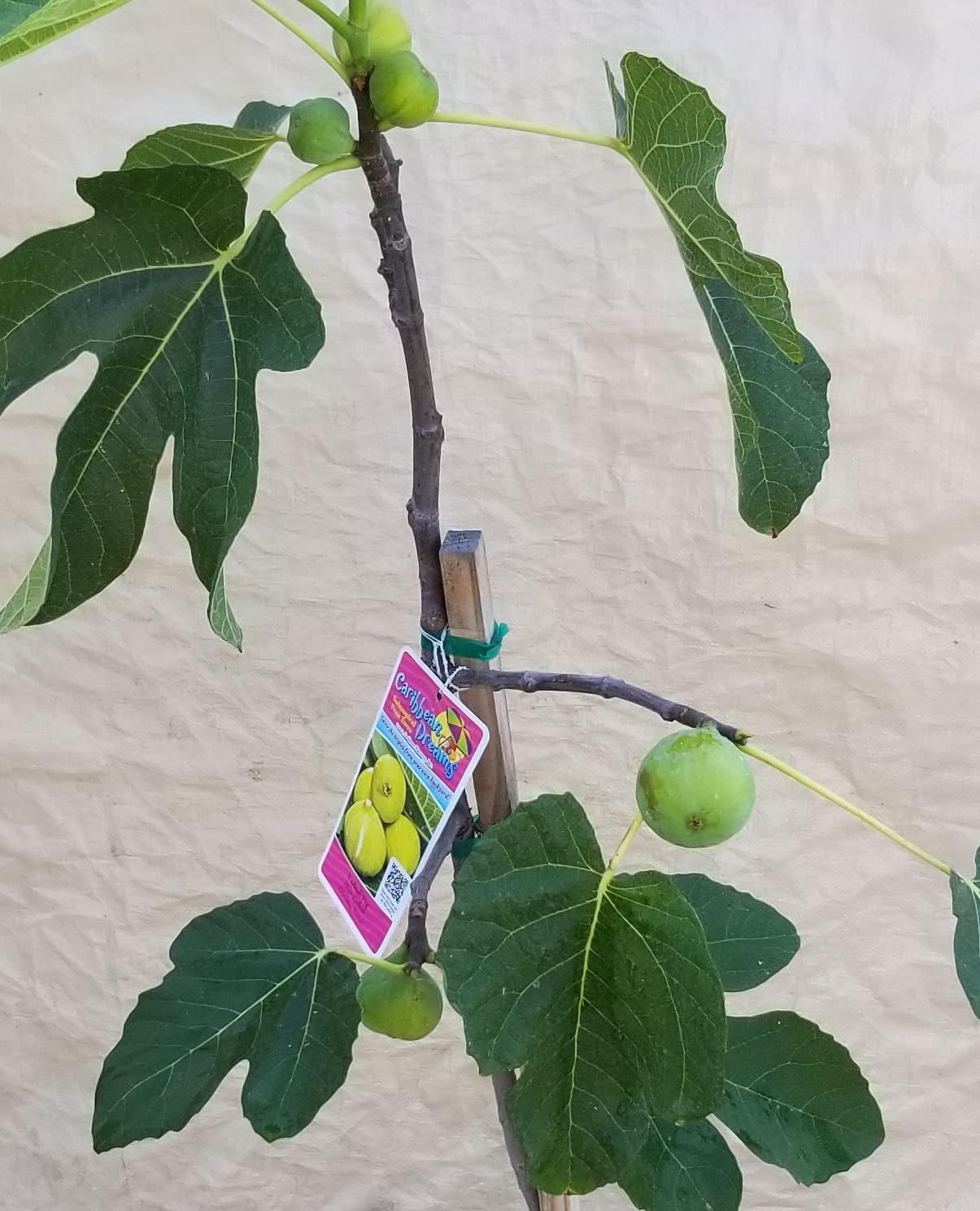 Turkish Yellow Gold Fig Fruit Tree Ready to Plant 3FT- 5FT - Already Fruiting from a 5 Gallon Pot - Tropical Fruit Tree