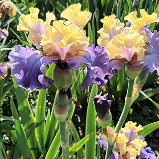 Iris Bulb, Bearded Iris Bulb, Rare Iris Flower Bulbs, Large Iris Bulb for Fall Planting in Garden (Yellow Blue)