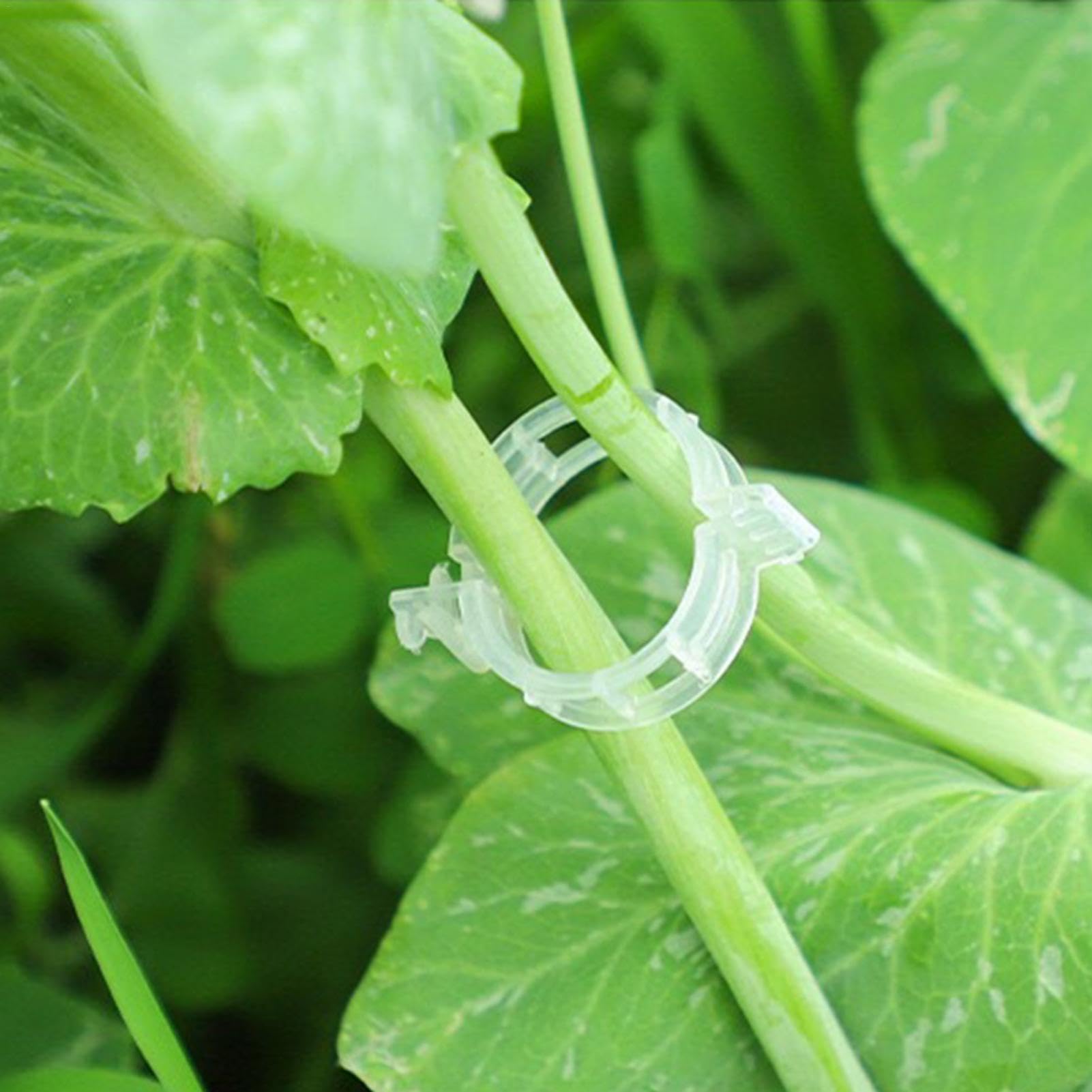 Attaches de Jardin, Clips de Support for Plantes Jardin, 300 pièces, Blanc, Vert, for tiges Vigne(Wit)