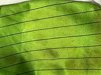 Review Image by Kesha Kesha