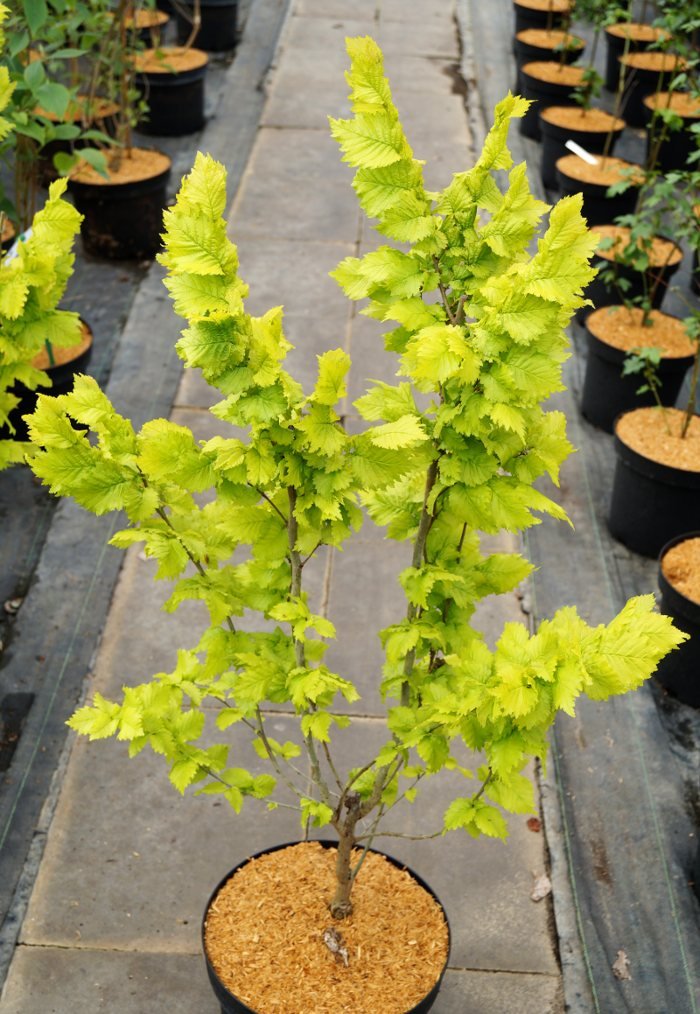 Ulme Goldulme Wredei Ulmus carpinifolia Wredei Containerware 60-100 cm