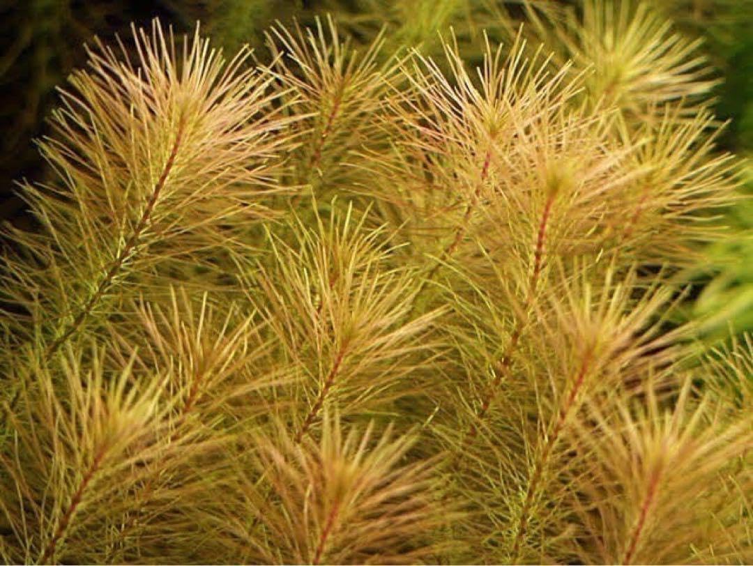 ロタラワリッキー(リスのしっぽ) 100本 水中葉 無農薬 無害虫