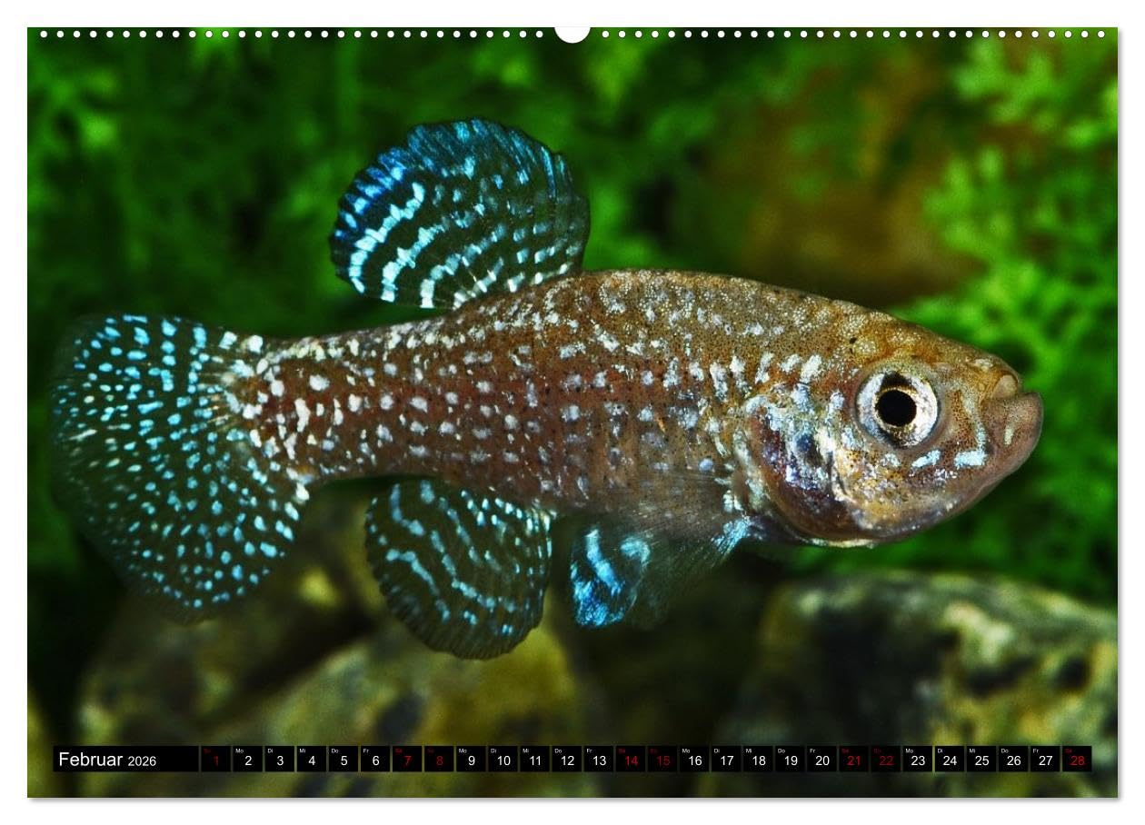 Outdoor-Aquaristik (Wandkalender 2026 DIN A2 quer), CALVENDO Monatskalender: Freiland-Fische für Terrasse, Balkon und Garten