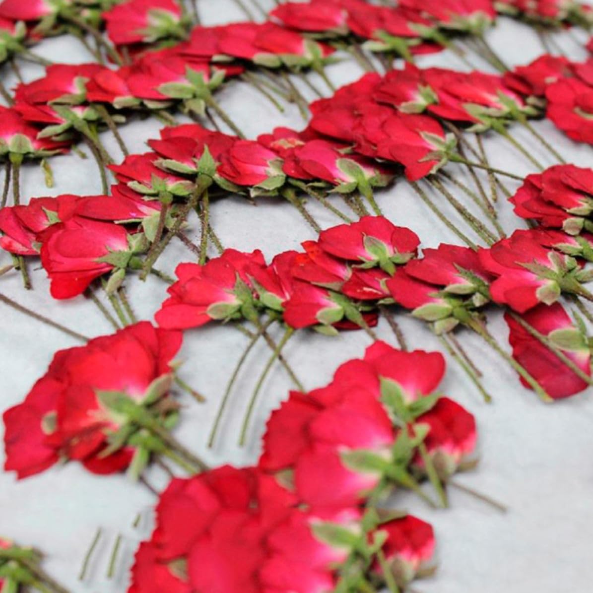 Cabilock Dried Rose Buds Lifelike and Beautiful Pressed Flowers 12pcs Flower Specimens for DIY Jewelry Making and Art Glass Craft , Handmade Scrapbooking , Wedding Decoration