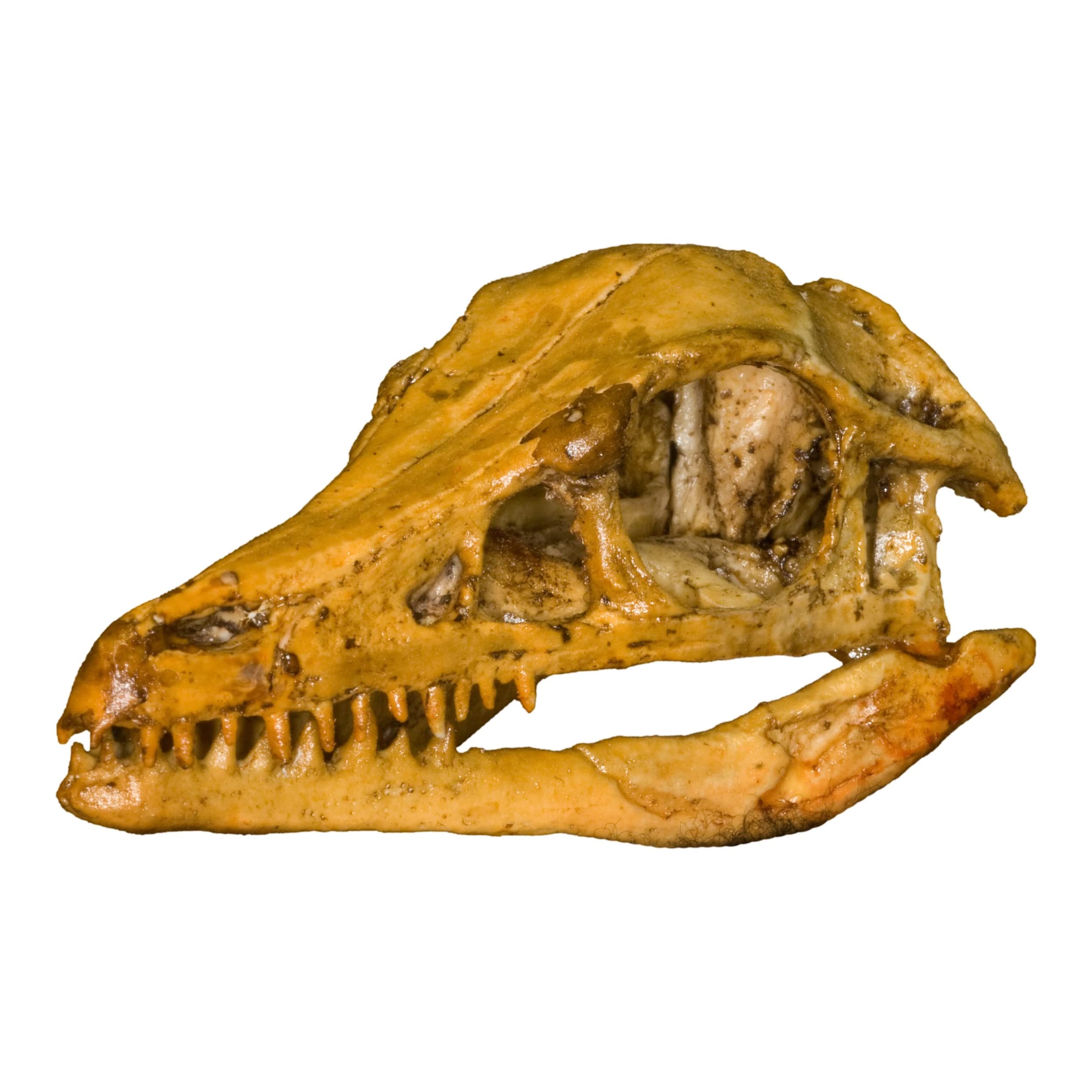 Archaeopteryx Skull (Actual Size) (Teaching Quality Recreation)