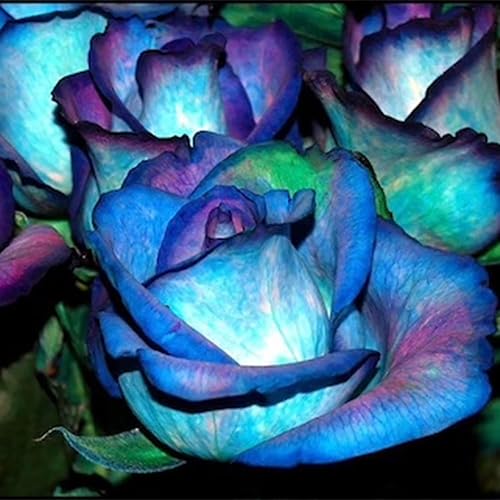 QAUZUY GARDEN 20 semillas raras de rosas azules azules y rosas llamativas plantas de bonsái llamativas y perennes que atraen a los polinizadores