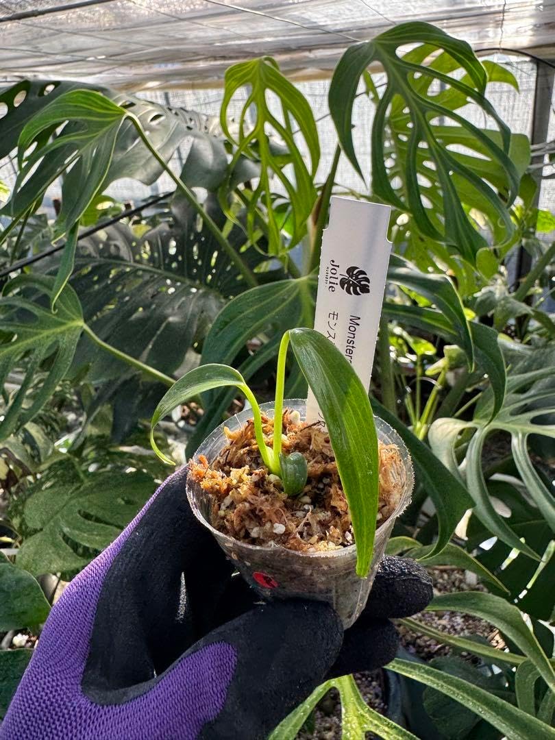 8モンステラ バールマルクスフレーム 2寸ポリポット ネコポス 8 8モンステラ バールマルクスフレーム 2寸ポリポット ネコポス 8