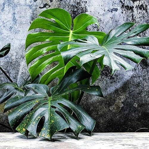 Miniatura 5 de QAUZUY GARDEN 50 semillas Monstera, filodendro de hoja dividida, planta de queso suizo, hoja de ventana, semillas de ceriman, semillas de reliquia