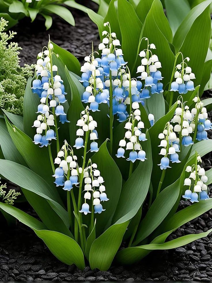 Beautiful Lily of The Valley for Planting UK, Hardy Perennial, Excellent Display, Mix Greening Flower, Natural Organic, Wedding, Balcony Garden-9 Bulbs-D โ image 1