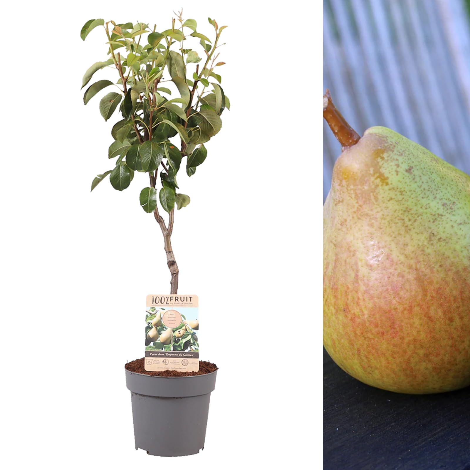 Carbeth PlantsPear Fruit Tree Doyenne du Comice in 4L Pot - Approx 90cm Tall - Hardy Pyrus Small Garden Tree - Easy to Grow Variety Outdoor Garden Ready - Flavoursome Tasty Dessert Pear