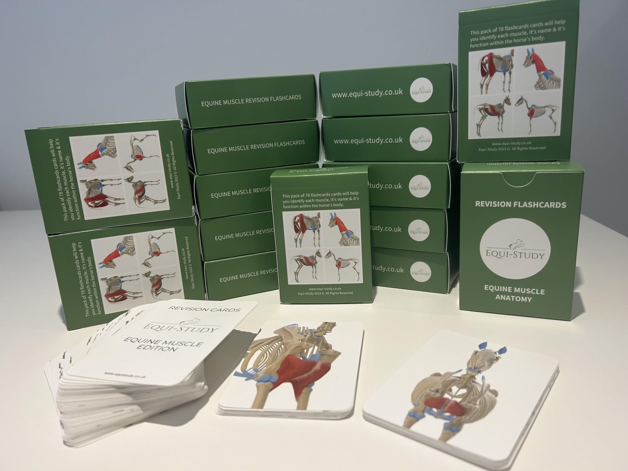 Equine Anatomy Revision Flashcards - Muscle Function Edition