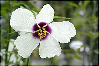 10 Seeds White Hibiscus Kenaf Flower Attracts Hummingbirds Butterflies Perfect for Dryer Landscapes Tall Perennial-Annual in col Zones