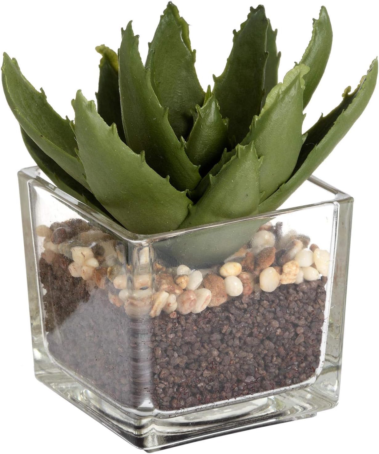 The Recipe Miniature Aloe Vera in Glass Pot