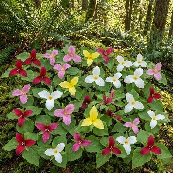 10 Assorted Trillium Bulbs for Planting, Perennial Flower Bulbs
