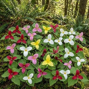10 Assorted Trillium Bulbs for Planting, Perennial Flower Bulbs