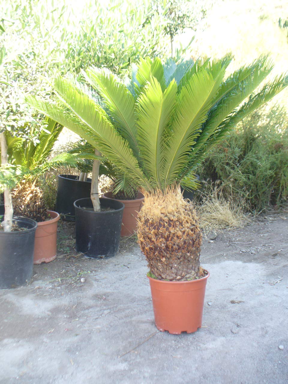 Palmera Cyca revoluta, aprox 100 cm de altura y 90 cm diametro