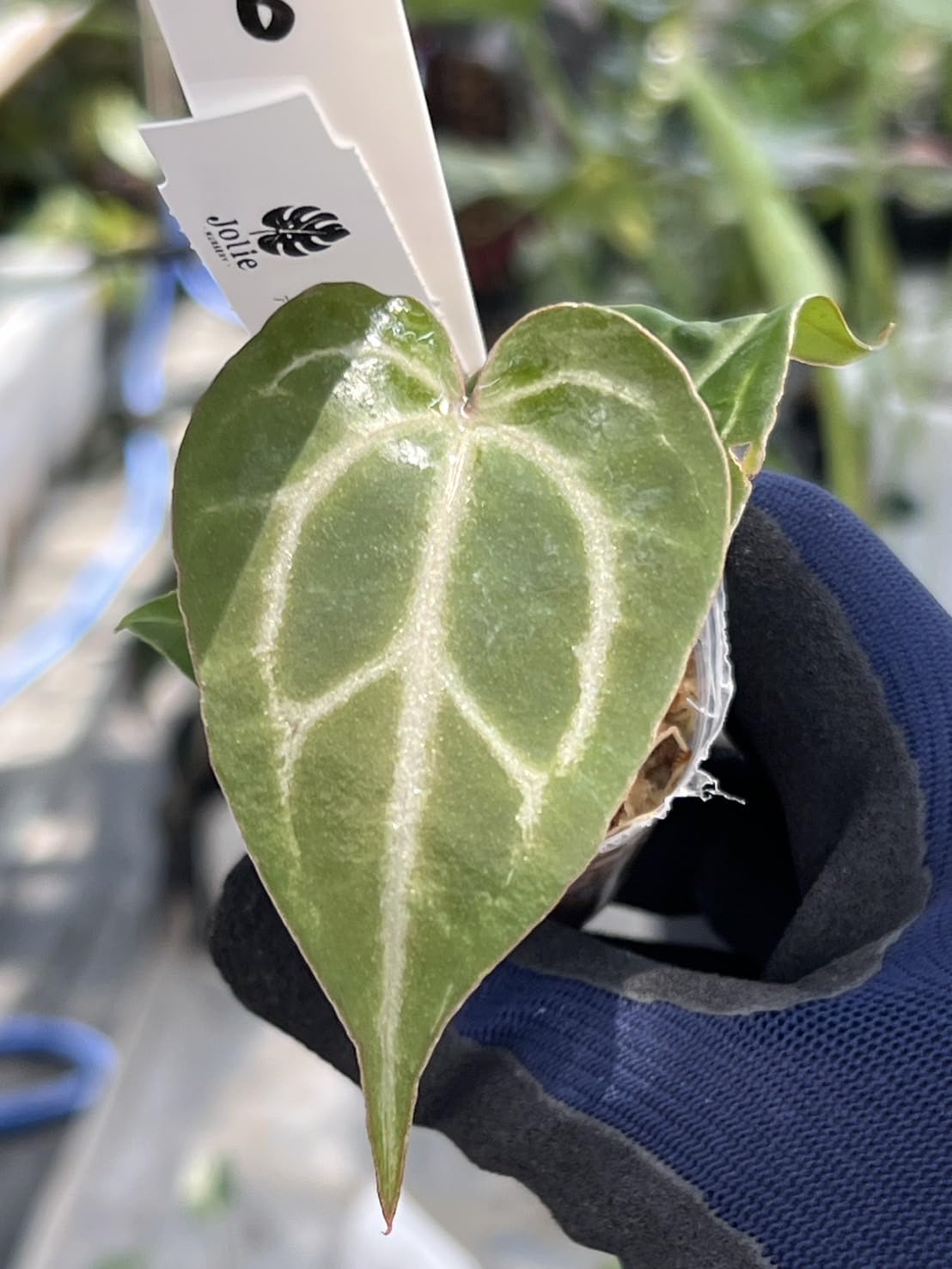 Z10ベッセアエ × デビリス×ドリームウィーバー×パピリラミナム アンスリウムAnthurium （(besseae × debilis) × ('Dreamweaver