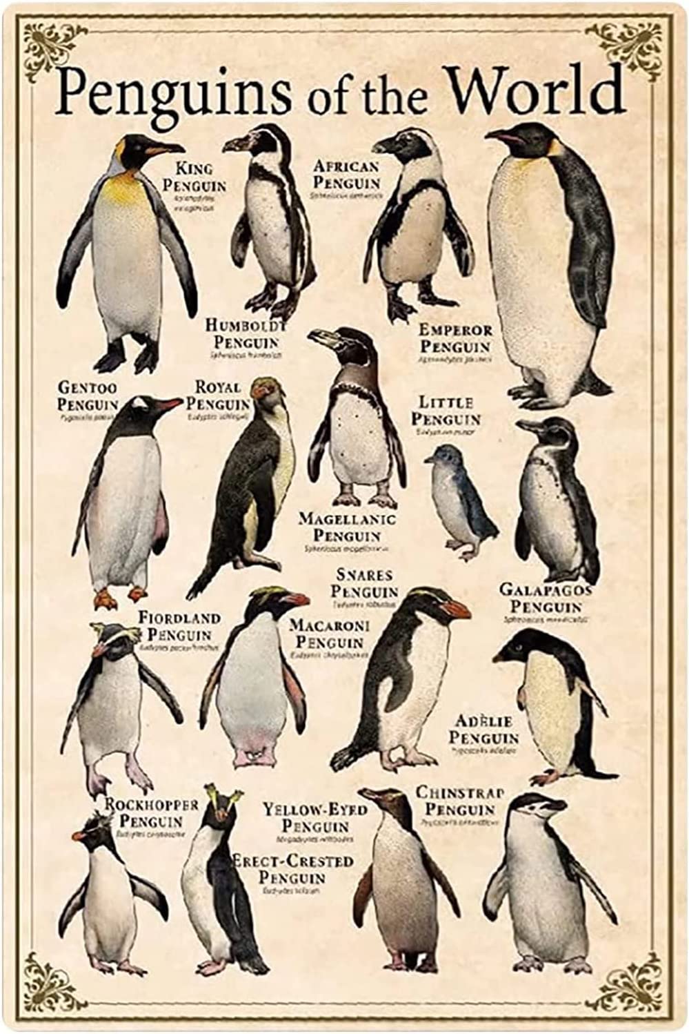 Peiyeety Types Of Penguins Metal Tin Signs Penguins Of The World Retro Posters Educational Knowledge Aluminum Plaques Wall Decor Home Classroom Study Science 12X16 Inch