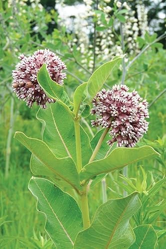 Miniatura 4 de Semillas nativas de algodoncillo común para plantar (100 semillas) Asclepias syriaca Ideal para Butr