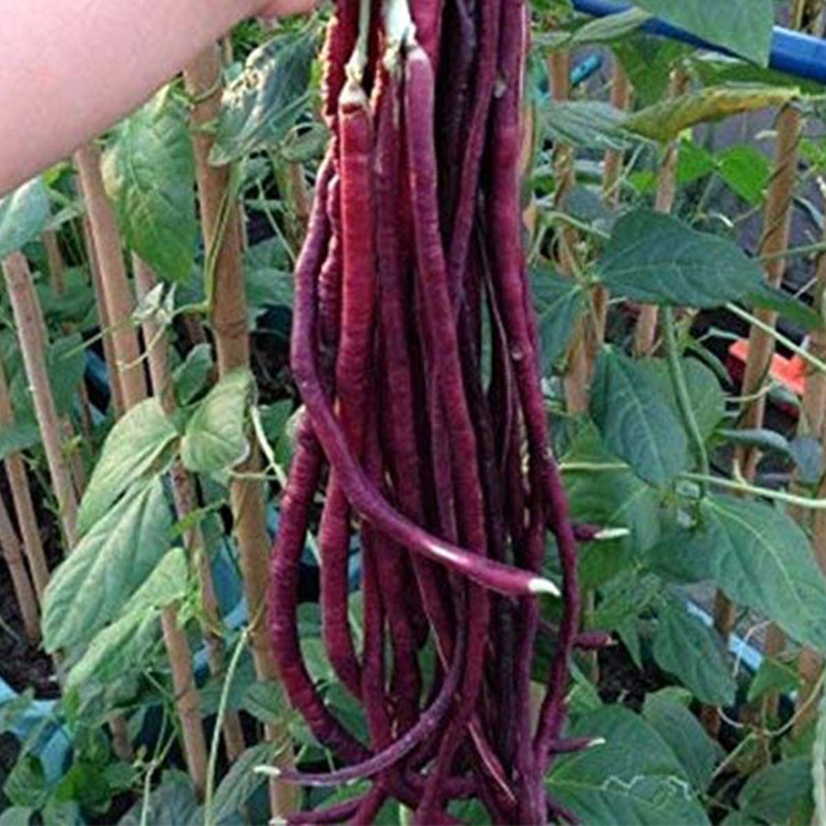 See full amazon price history chart for Nelesa Gardening Red Cowpea Long Yard Bean Barbatti Vegetable Seed - 50 Seeds Pack Nelesa Gardening Red Cowpea Long Yard Bean Barbatti Vegetable Seed - 50 Seeds Pack (B0C3N94DF4) Amazon Price History, Amazon Price Tracker