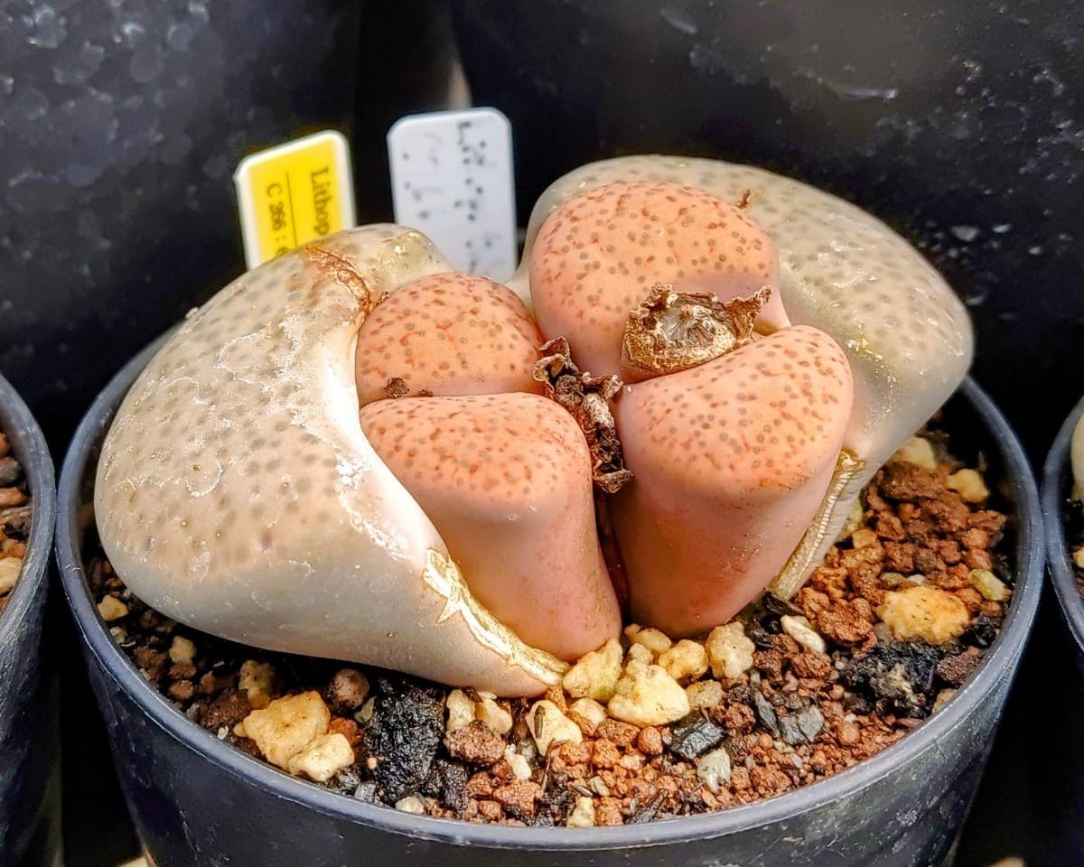 Amazon.co.jp: 自家採種“種子”30粒Lithops fulviceps (C 266