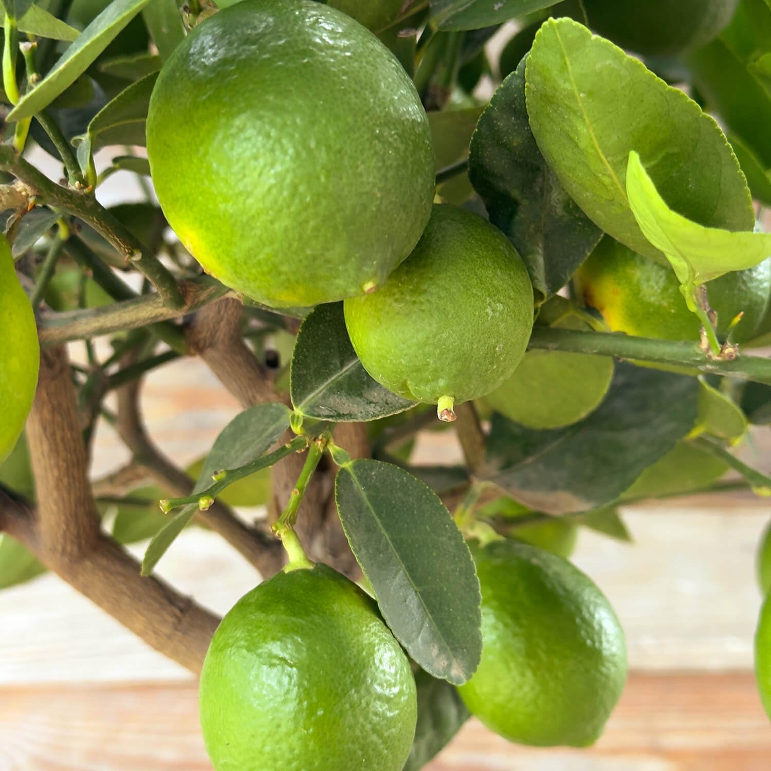 Bloomify® Limettenbaum "Lili" | 70 bis 100 cm großes selbstbefruchtendes Limettenbäumchen | pflegeleichte Limette für für Topf oder Kübel | schöne Blüten, aromatische Früchte