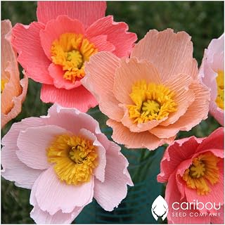 Caribou Seed Company: Perennial Iceland Poppy - 100+ Seeds, Pastel Blooms in Apricot, Gold, Tangerine, White - Fresh Canadian Seed