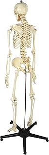 هيكل عظمي تعليمي للمدارس و الجامعات 180 سم