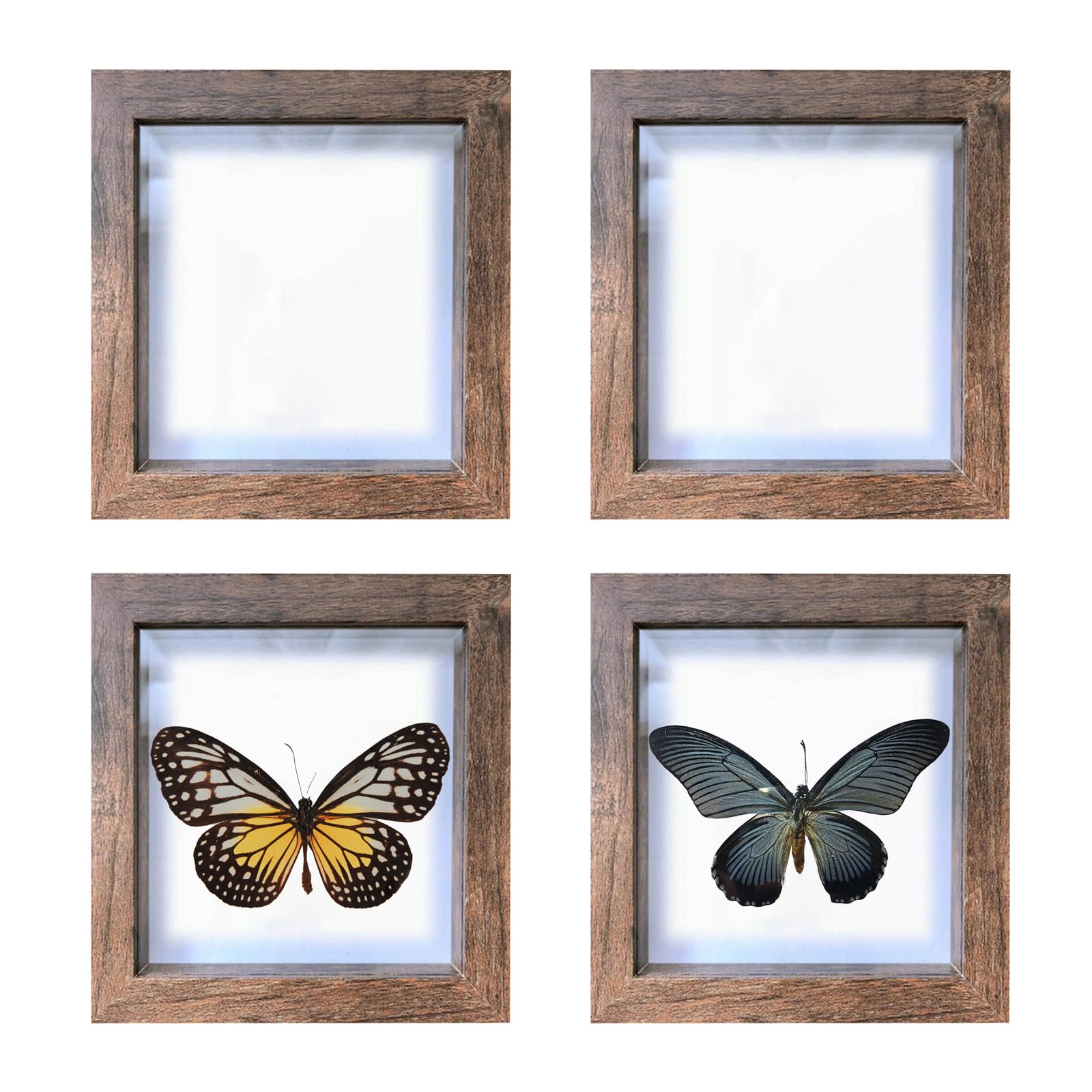 4 PCS Butterfly Display Case Shadow Box Frame, Insect Display Case Wood Specimen Showcase Insect Specimen Storage Box for Bug Butterfly Insect Collection Display, 5.2 x 5.2 Inch