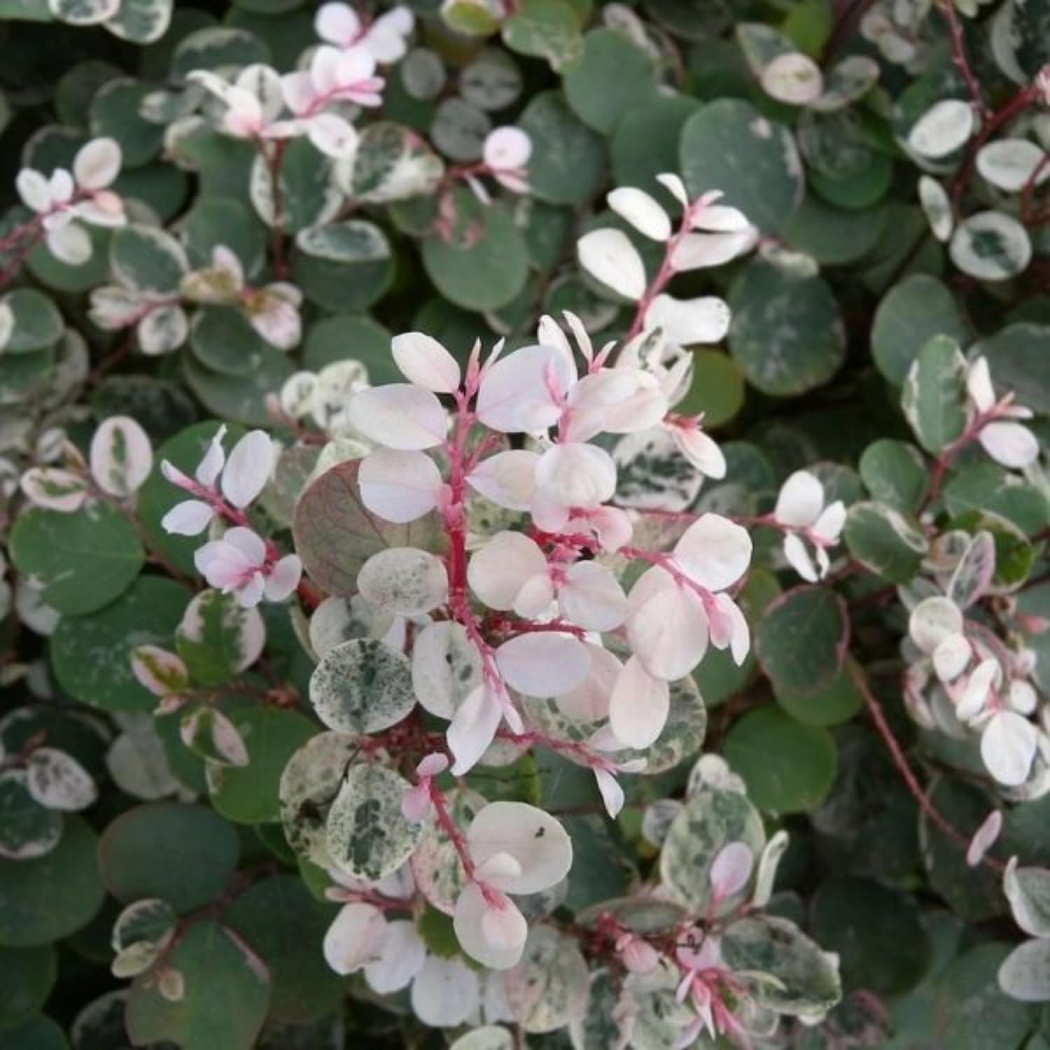 Hug A Plant | Snow Bush (Breynia disticha) - Ornamental Live Plant (Home & Garden) (B0C93L6S5Y) Amazon Price History, Amazon Price Tracker