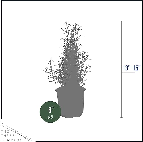 Miniatura 4 de Hierba aromática viva y saludable, romero, mejora la respiración, envuelta en cubierta decorativa, 14 pulgadas de alto por 6 pulgadas de ancho en