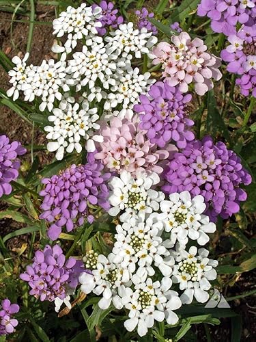 Miniatura 3 de Candytuft - Semillas de flores de mezcla de hadas enanas para plantar, más de 300 semillas de flores por paquete, semillas de jardín de Isla, sin
