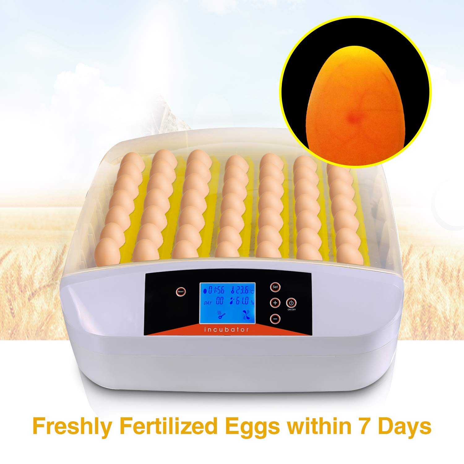 Freshly fertilized eggs placed in the incubator tray