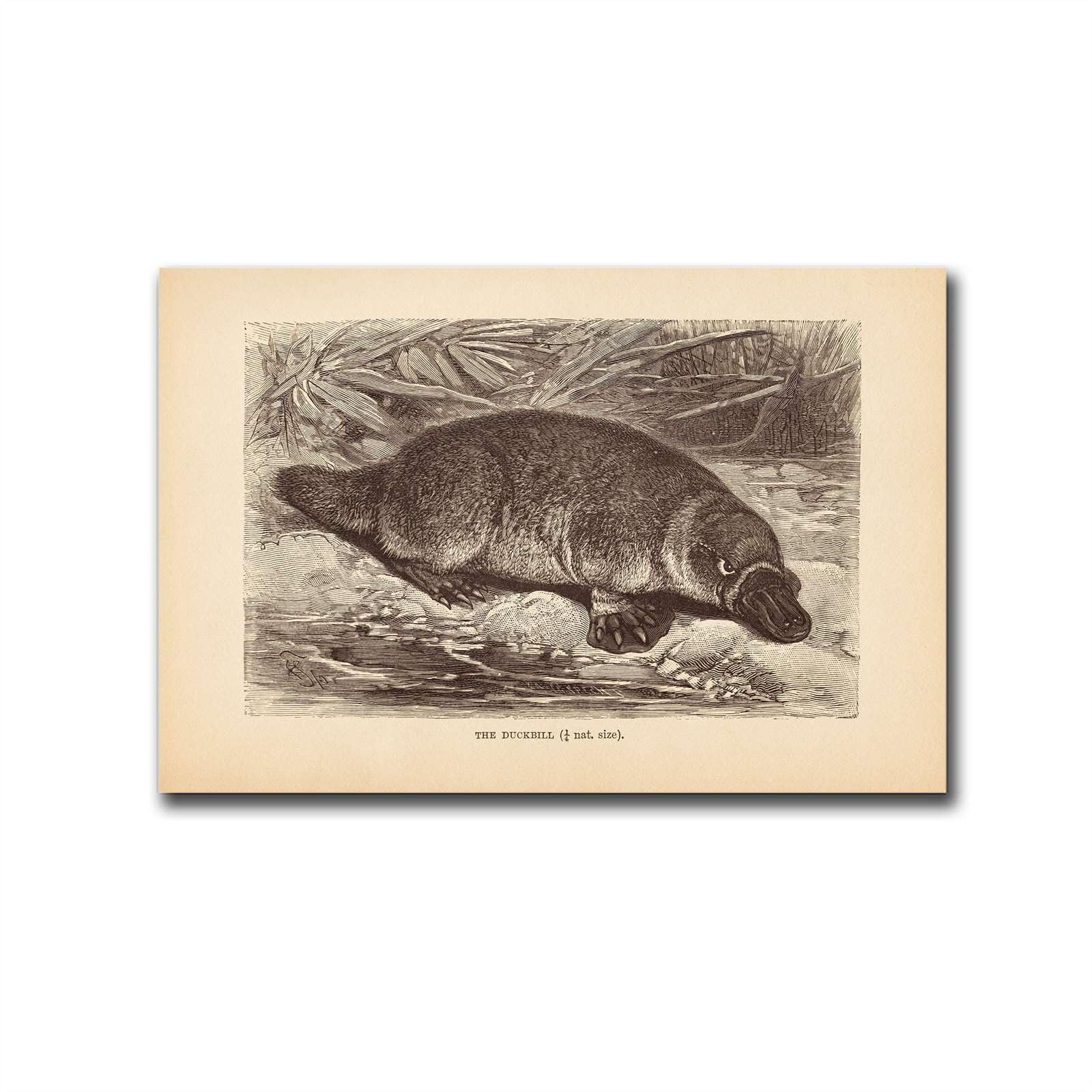 GEORHJ Poster Decorative Canvas Painting Zoology Print Vintage Platypus Print Antique Mammalogy Poster Vintage Animal Print 1890s Modern Home and