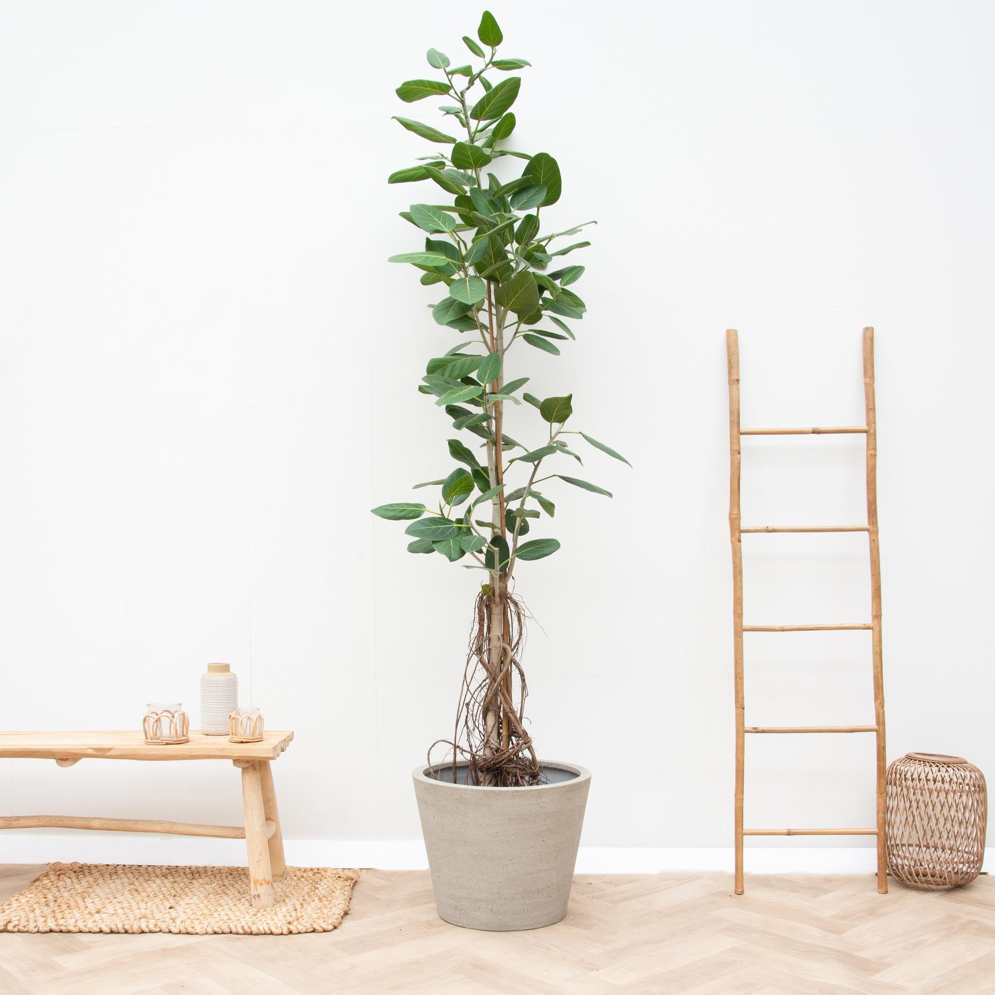 Grnpflanze - Banyan-Feige (Ficus Benghalensis Audrey) mit bertopf - Hhe:  220 cm - von Botanicly : Amazon.de: Garten