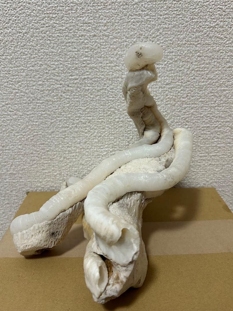 Amazon | マギルス貝 (化石・玉化) 原石オブジェ 博物館級サイズ