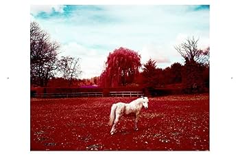 アート・デザイン・音楽 The Unseen: An Atlas of Infrared Plates The Unseen: An Atlas of Infrared Plates - Edward Thompson