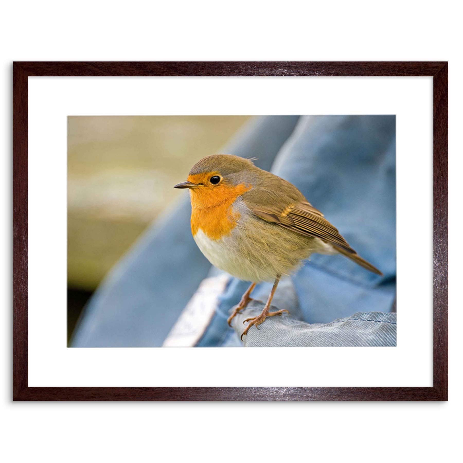 Wee Blue Coo Photo Nature Robin Bird Red Breast Framed Wall Art Print
