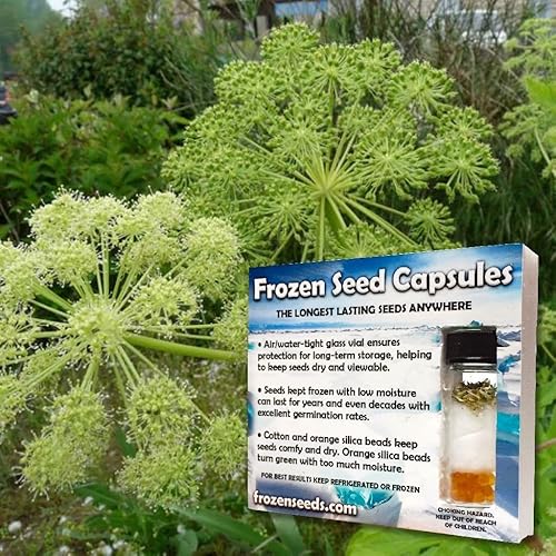 Miniatura 5 de Angelica (Angelica archangelica) - Cultiva ahora o almacena para futuras plantaciones - Cápsula de 30 semillas