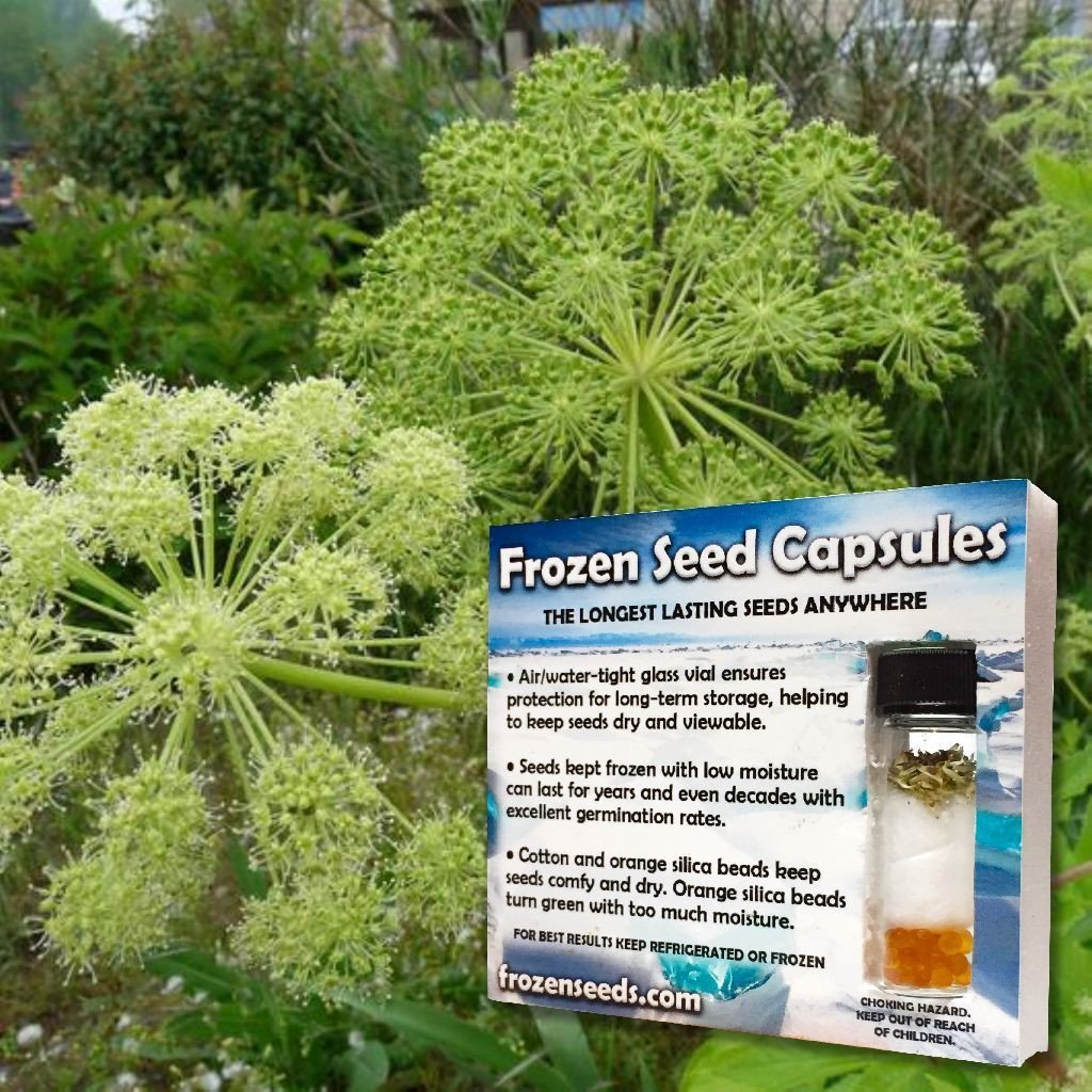 Amazon.com : Frozen Seed Capsules - Angelica (Angelica