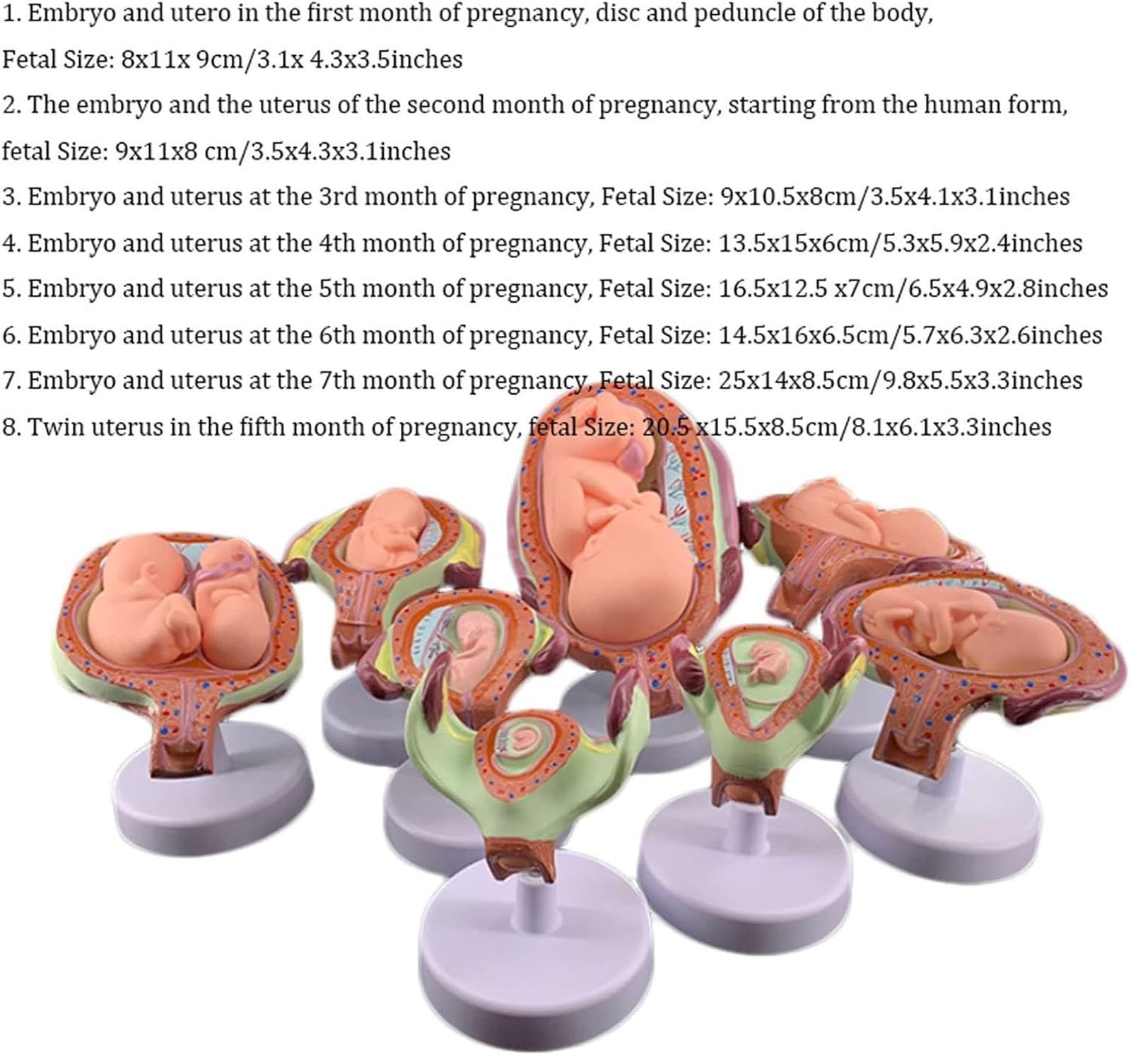 In Utero Baby Development