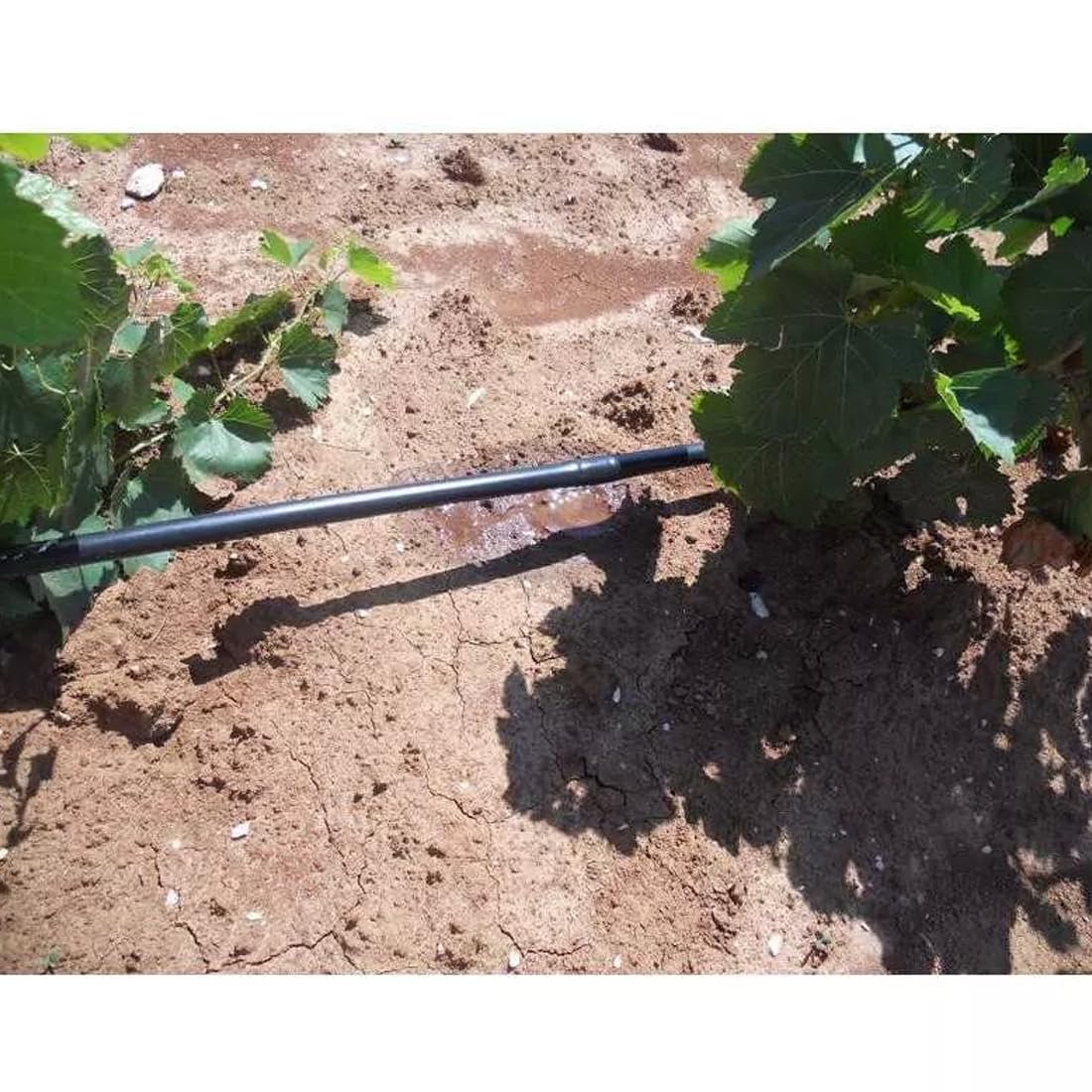 Tubería 16mm con goteros autocompensantes | Tubería de goteo cada 50cm [100 Metros] Riego por goteo | Tubería riego Negra