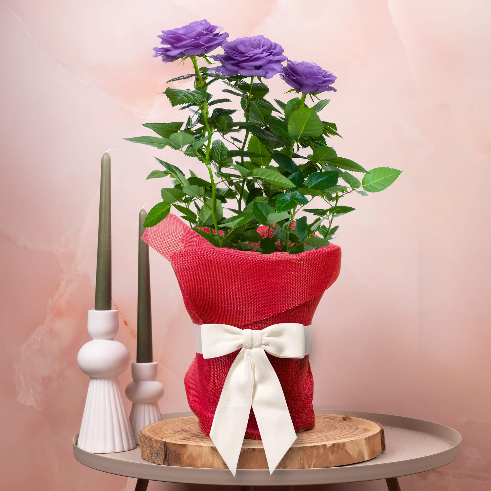 GardenersDream Purple Rose Outdoor Plant Gift - Live Roses Garden Plant for Birthday, Anniversary & Mother's Day Gifting - Red Hessian Wrapping, White Bow and Custom Message Card (17cm Pot, 20-30cm)