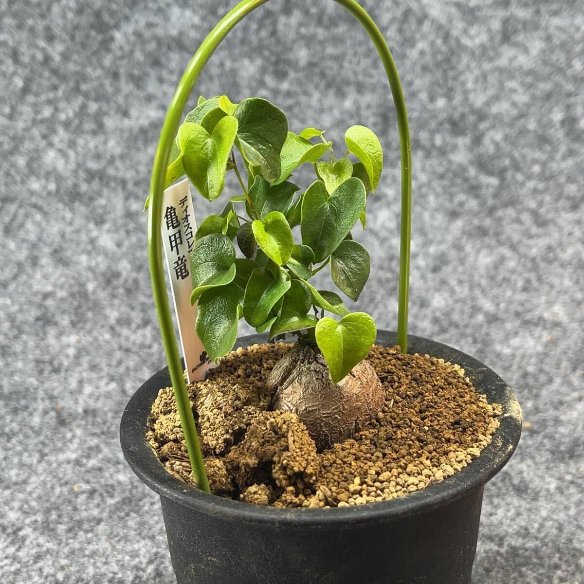 Amazon.co.jp: 鉢ごと発送アフリカ型亀甲竜 Dioscorea elephantipes 3